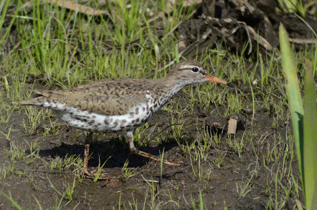 Sandpiper, Spotted, 2013-05167532 Broad Meadow Brook, MA.JPG - Spotted Sandpiper. Broad Meadow Brook Wildlife Sanctuary, MA, 5-16-2013